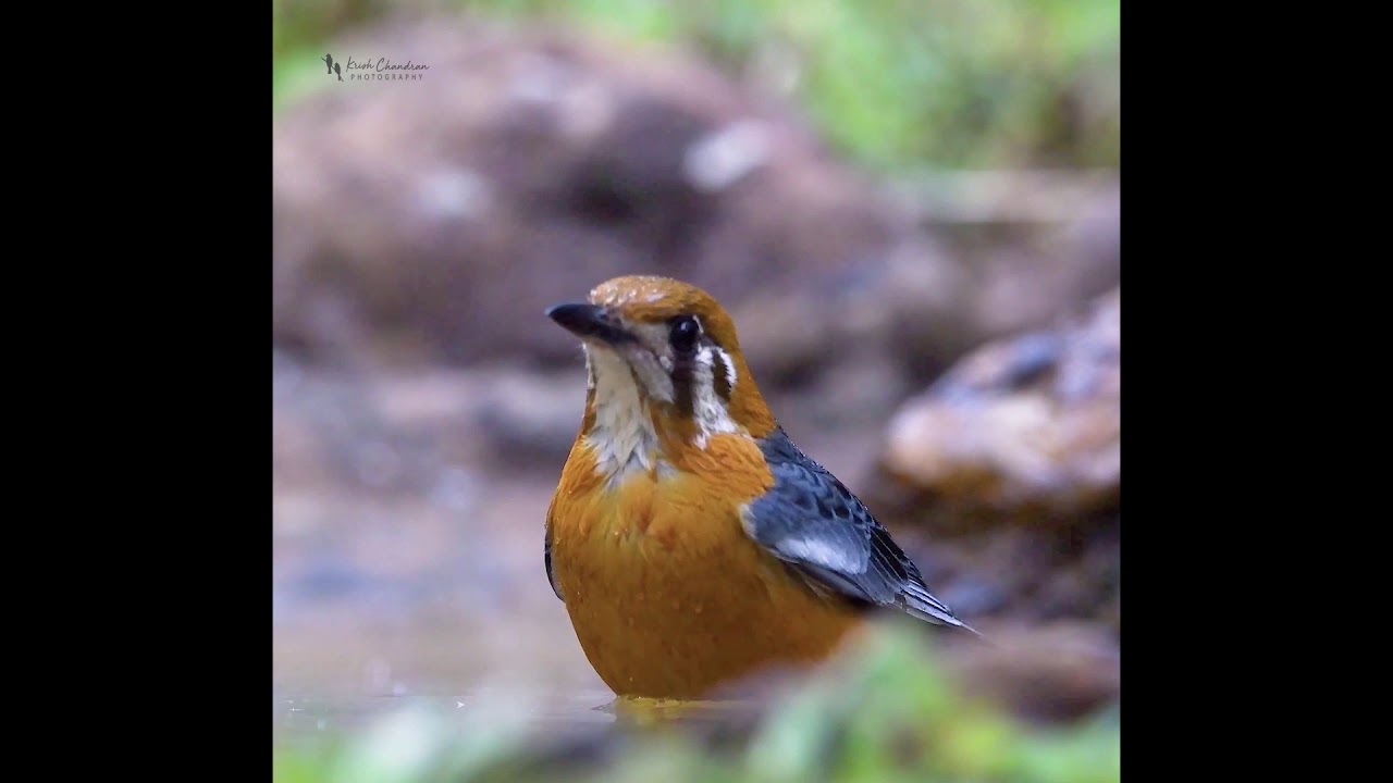 Orange Headed Thrush 