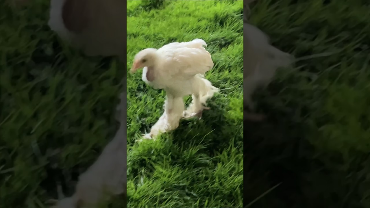 CUTE WHITE BUFF 🤍 (