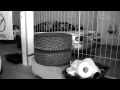 Total Mazda MaX5 Cup(1).mp4