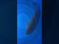 【綾Koiファーム】ドイツみどり茶鯉５５cm　1503020　錦鯉通販　新潟　山古志