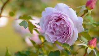 Relaxing music Evening meditation #549 Background music for Yoga • Massages • Spa • Sleep •