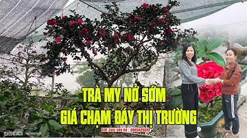 Trà my nở rộ trước tết giá chạm đáy -NV Phạm Tuyến