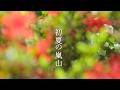 【京都・初夏の嵐山】藤・つつじ・苔・石楠花・深呼吸したくなる新緑の景色