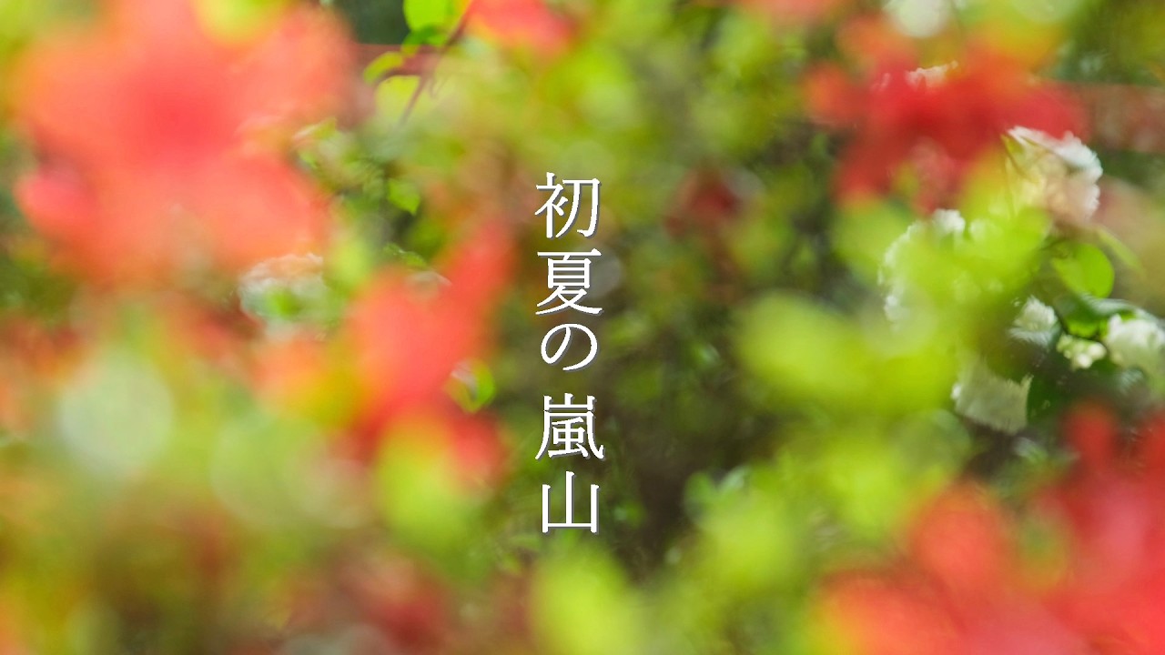 【京都・初夏の嵐山】藤・つつじ・苔・石楠花・深呼吸したくなる新緑の景色