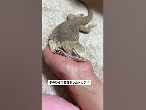 手のひらで寝落ちしたトカゲ🦎 #フトアゴヒゲトカゲ #shorts - Hq2