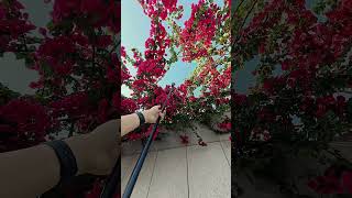 Pov Du Schwebst Durch Die Blumen.