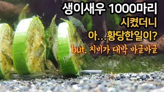 악성이끼 때문에 생이새우 1000마리를 시켰더니 아...황당한일이?