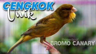Kenari Kalitan Gacor CENGKOK UNIK‼️ COCOK untuk MASTERAN BURUNG BAHAN Biar Gacor
