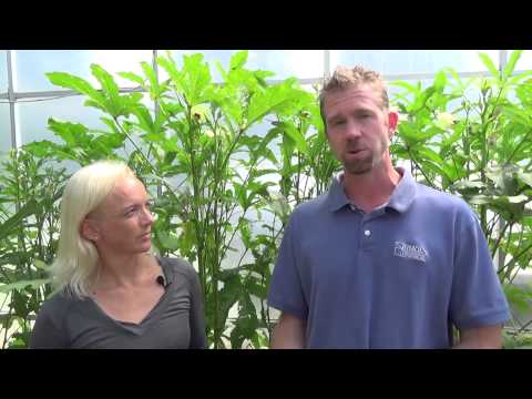 Video: Greenhouse Preparation. Disease Prevention