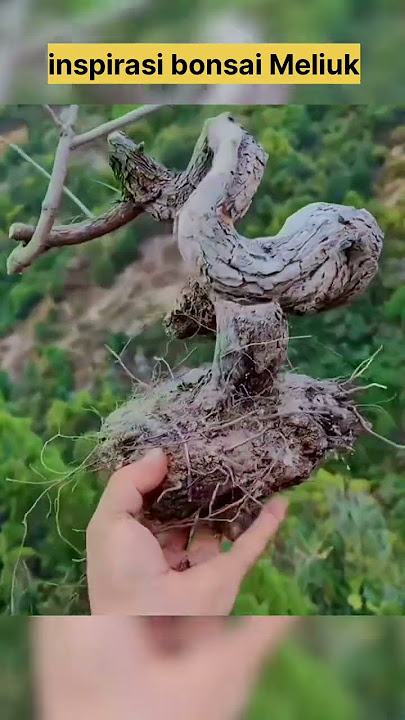 Inspirasi Bonsai Meliuk #bonsaibunjin