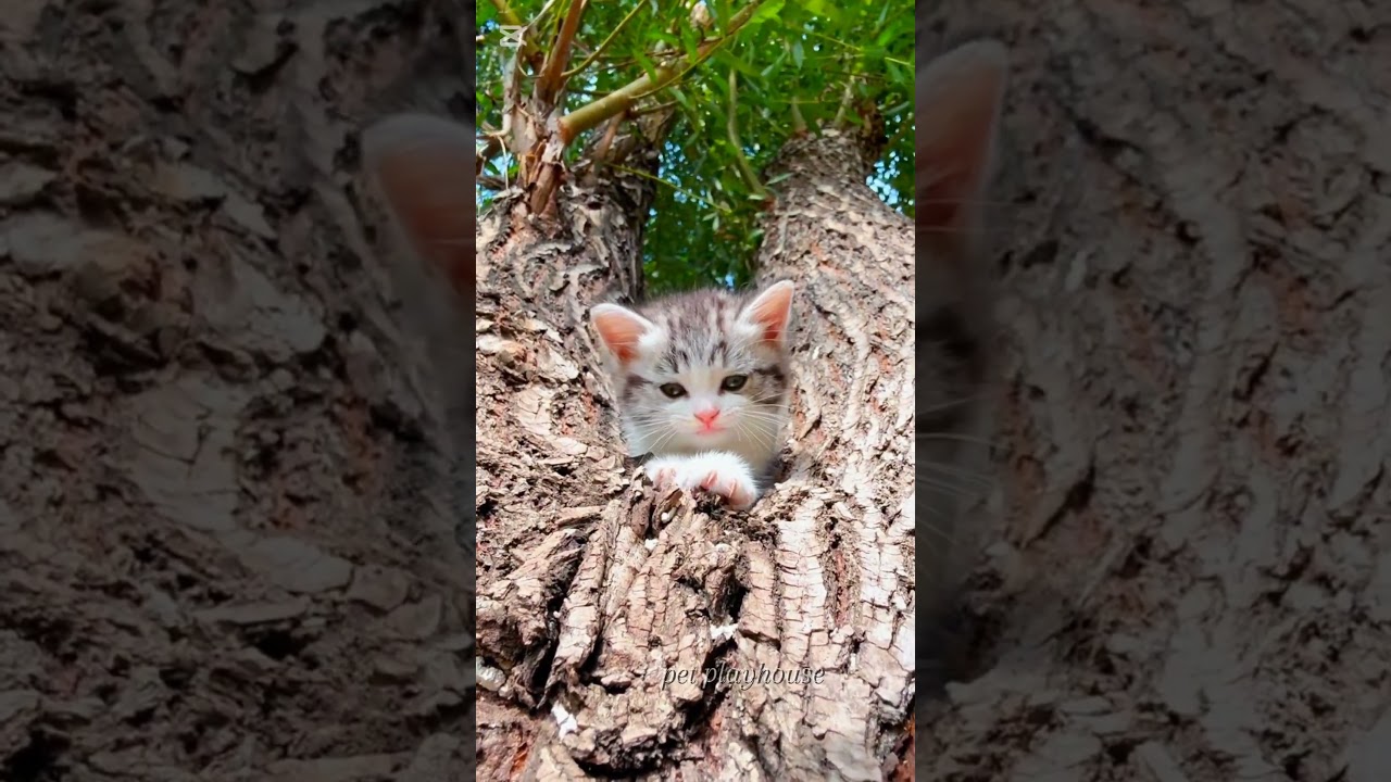 Cute kitten sitting and meowing sound 🥰🙈😍🐾