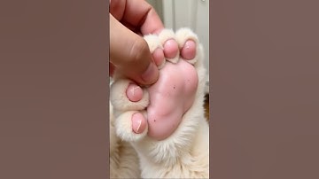 #1908 #mochipimplepopping #pimplepopper #visualasmr #mochicatspaw #oddlysatisfying #satisfying #fyp