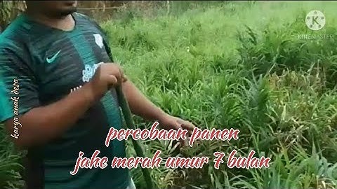 Percobaan panen jahe merah umur 7 bulan
