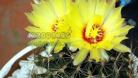 Kỹ thuật trồng và chăm sóc xương rồng