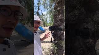 Ulanzi MT-11: Tripod biến hóa khôn lường #ulanzi #ulanzimt11 #lequockhanh