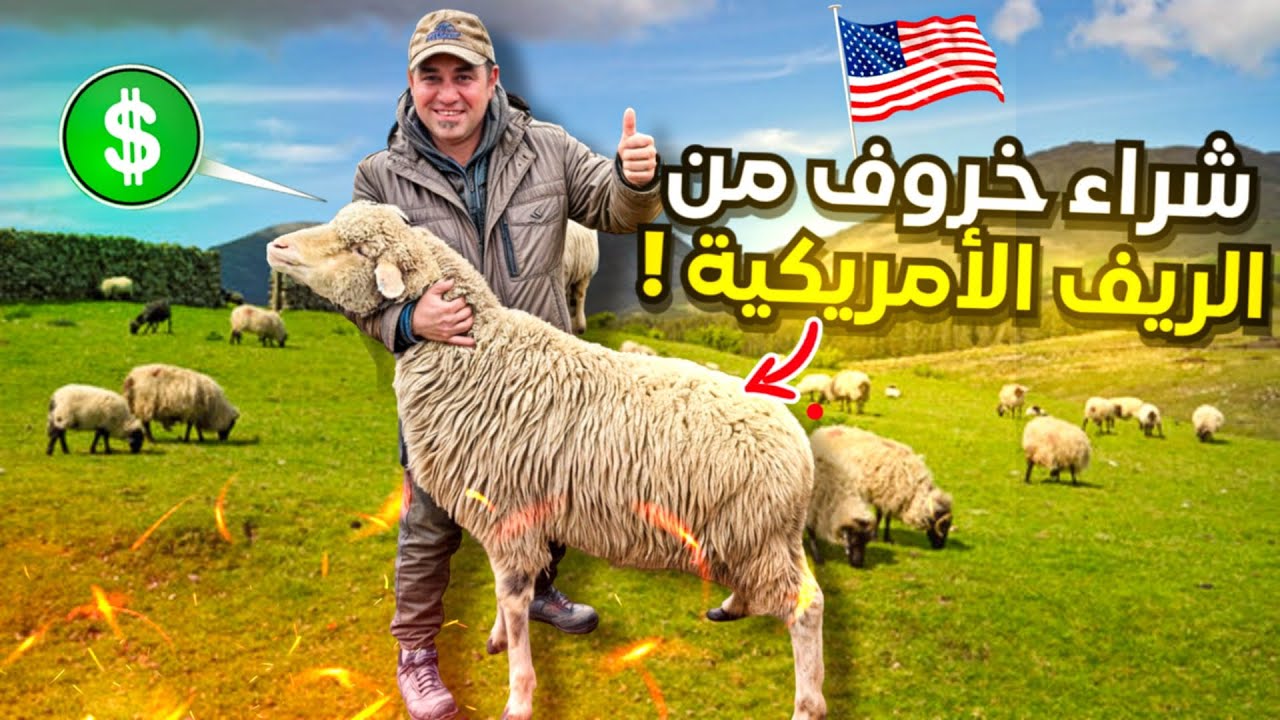 الريف الأمريكي خيرات شهر رمضان شراء خروف