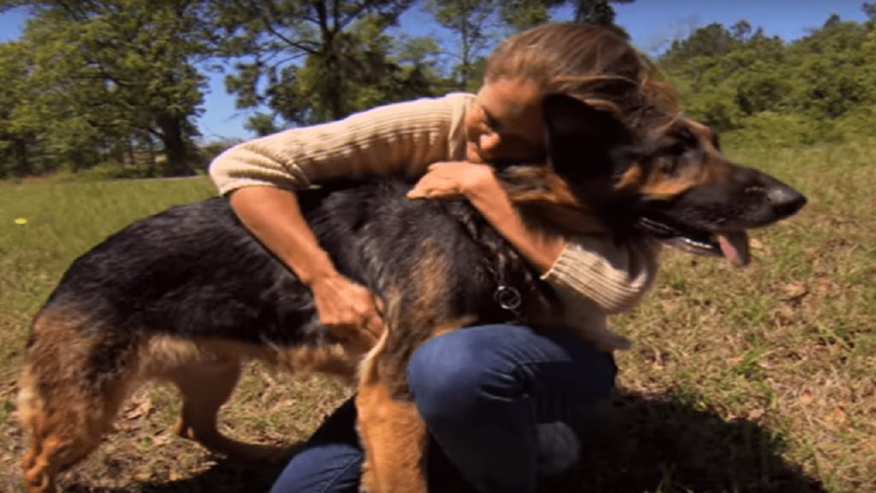 Stray Dog Saves Dying Woman From Car Crash And Drags Her More Than 100