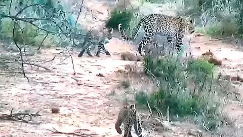 Leopard with two cubs. Explore.org 29 July 2022