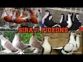 Lahore siraji pigeons siraji pigeon kabootar kabutar fancypigeon sirajikabutar sirajikabootar