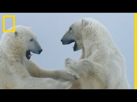 Vidéo: Face à Face Avec Des Ours Polaires Sauvages Dans La Toundra Canadienne [VID] - Réseau Matador