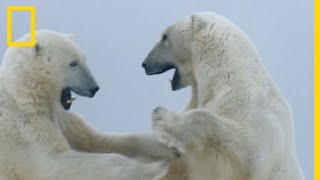 Combat d'ours polaires au milieu d'une tempête