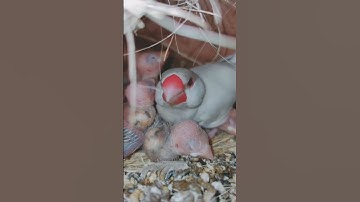 Java sparrow with chick