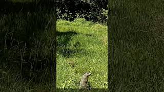 Deer Cam Groundhog Eating 06 14 2026 Game Cam Trail Camera