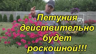 От этой подкормки ампеля вырастают огромными!