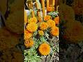 Merry gold #flowers #gardenflowers #londongarden #homegarden #allotmentgarden #london #love #like
