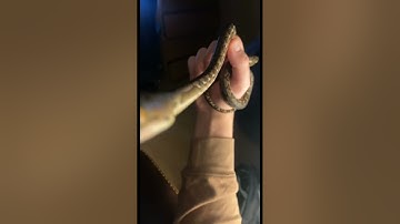 Super dwarf retic from @ReachOutReptiles