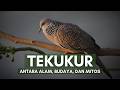 Burung Tekukur: Antara Mitos, Ilmu, dan Kehidupan Nyata