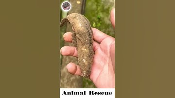 Cứu hộ động vật #Giải cứu cá lóc mắc cạn #quần short | Người Long An Channel