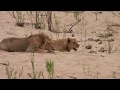 Lions vs Cape Buffalo   Kruger 11 /12/ 18