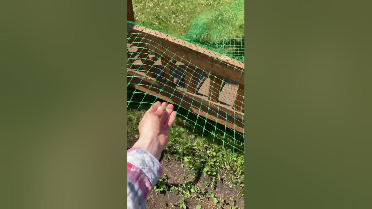 Опора для душистого горошка - YouTube