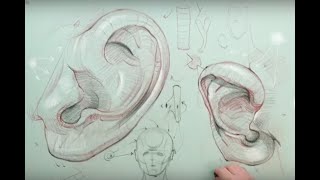ANATOMY FOR ARTISTS: Ear Anatomy Part 1