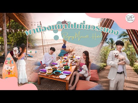LittleMermine & Peera พาน้องหมาเที่ยวทะเลครั้งแรก at Rayong Mariott Hotel