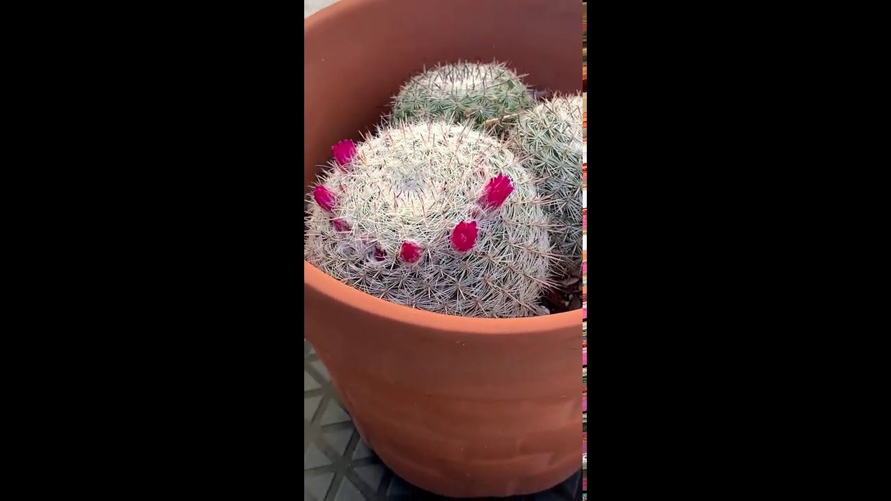 Our Tiny Old Lady Cactus Can Still Produce Flowers! 