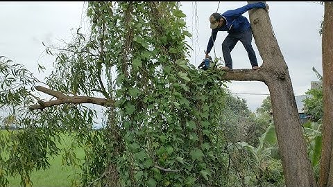 Cưa cây tràm bông vàng to f,1 . Máy Cưa KATSU5900 ,Cưa Cưa kỹ thuật cao