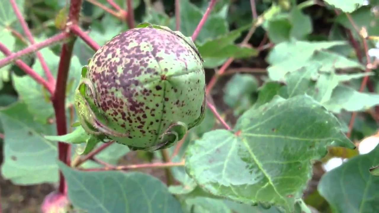 What Does a Cotton Plant Look Like before It Blooms 