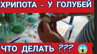 🔥 ХРИПОТА 🔥- У ГОЛУБЕЙ ЧТО ДЕЛАТЬ ??? 😱