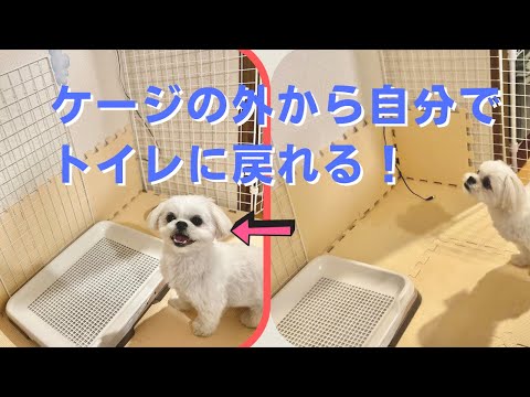 【トイレトレーニング】素人でもできた子犬(マルペキ)がケージの外から戻ってトイレする3つのステップ【マルチーズ×ペキニーズ 】