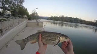 Pesca de cacho gigante buscando sirulos.
