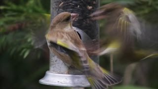 Blue Tit, Great Tit and Green Finch Birds Feeding