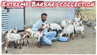 Nayab Quality Barbari collection of Quality Goat Farm Dewalgaonraja Jana Maharashtra