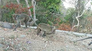 di sepanjang pinggir hutan yang ada di madapangga banyak monyet keliaran #regular