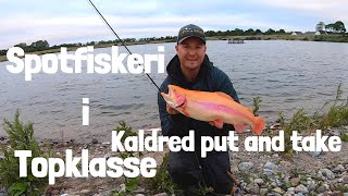 Spotfiskeri I Topklasse - Kaldredgårdens Put And Take