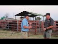 Marius Nel van Karoo-Ochse gee ons sy indrukke van die Selection Sale wat môre 4 September plaasvind