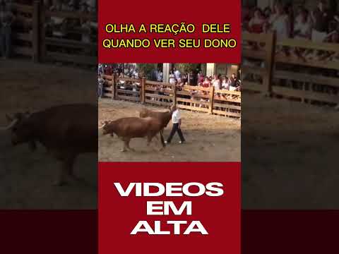 VEJAM A REAO DESSES TOUROS QUANDO VER O SEU DONO #noticias #fly #engraado #viral