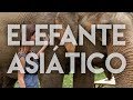 El gran elefante asiático | #42 Chiang Mai, Tailandia