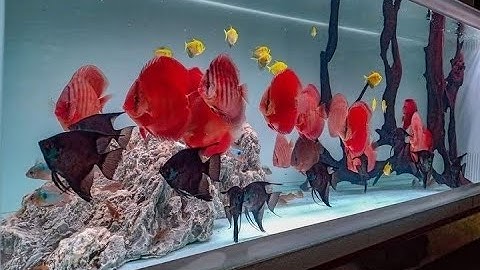 Beautiful Red Discus Fish Tank | Amazing Discus Aquascape Ideas